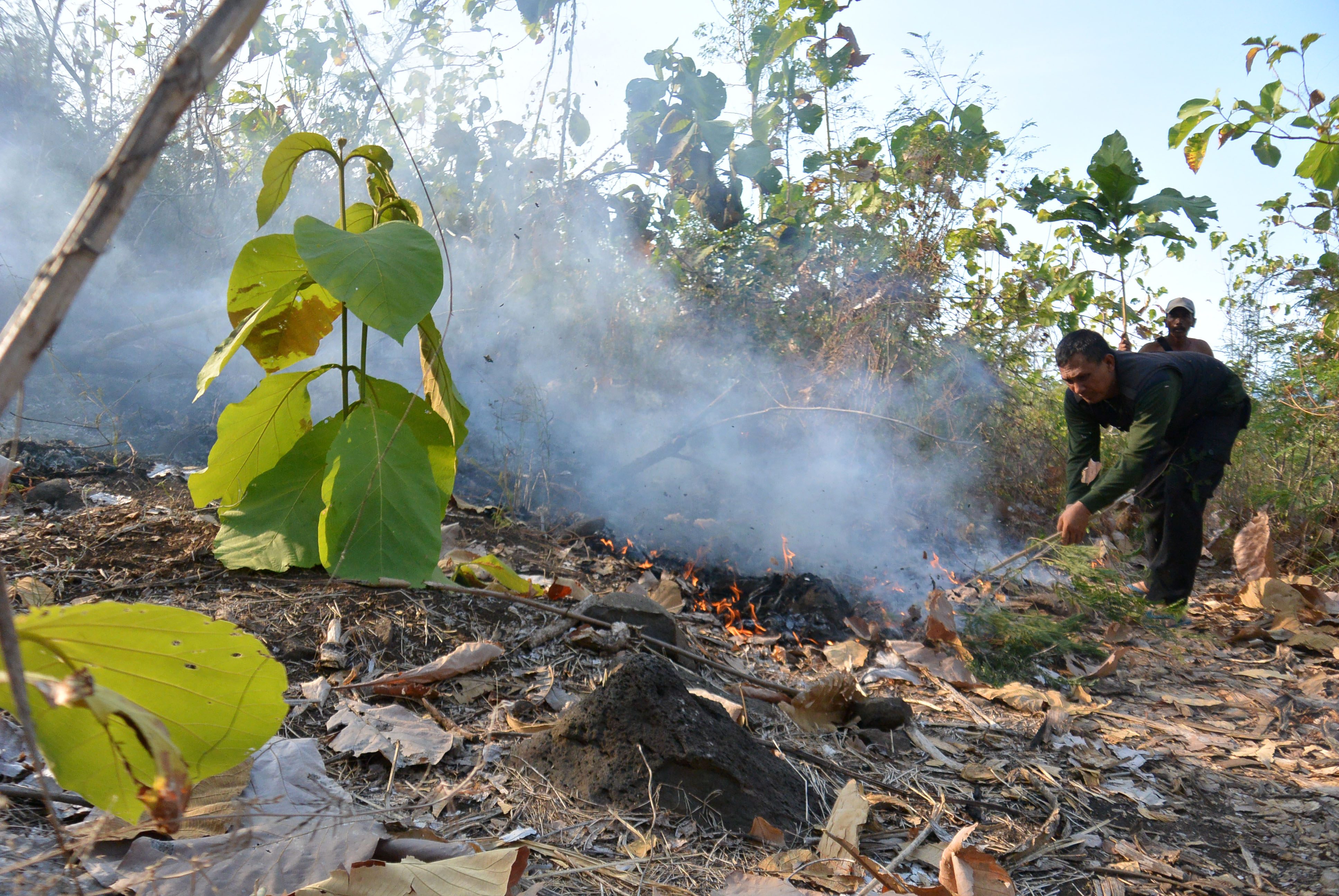 ILUSTRASI. Petugas Perum Perhutani dan warga berusaha memadamkan api di kawasan hutan Petak 48 Resor Pemangkuan Hutan (RPH) Kendit, Situbondo, Jawa Timur, pada 10 September 2016. Foto oleh Seno/Antara 
