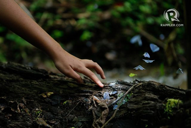 MAGIC MOMENT. A young trekker tries to touch butterflies along the road going to the lake 