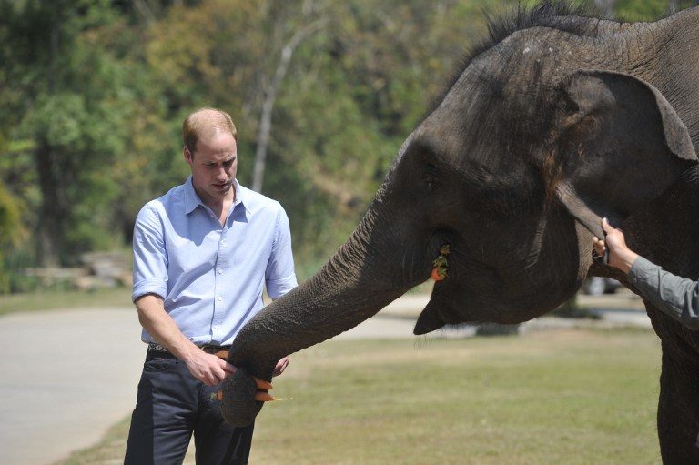 Prince William’s wildlife speech draws online applause in China