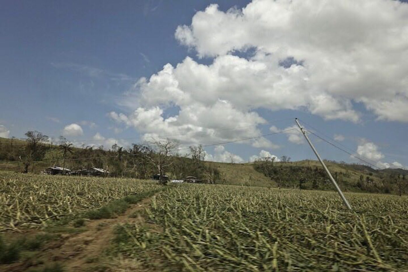 RUINED. Baggao town corn farms are swept by flood and wind from Typhoon Ompong. Photo by Rambo Talabong/Rappler  