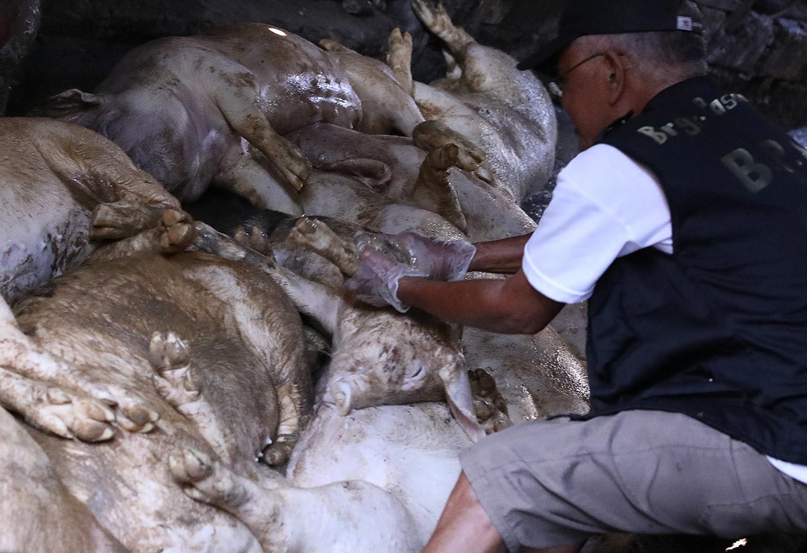 Malacañang to provide compensation for hog raisers affected by ASF