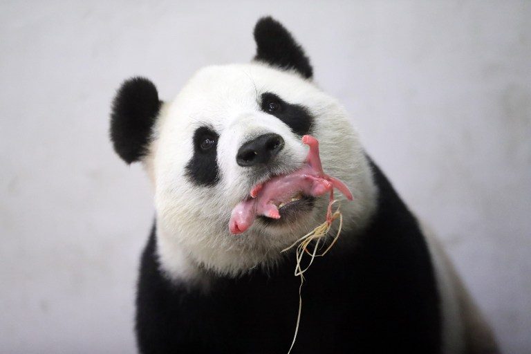 ‘It’s a boy!’: Chinese panda gives birth in Belgium