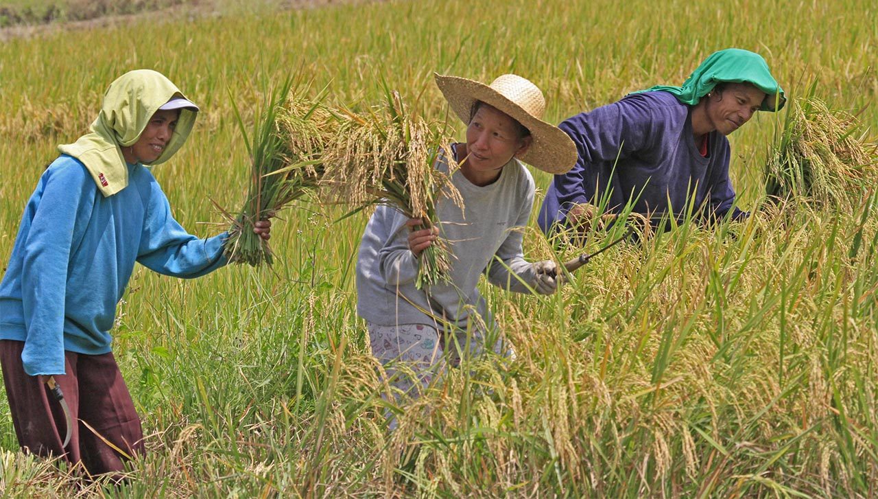 Progressive groups fear new tariff law will lead to rice cartels