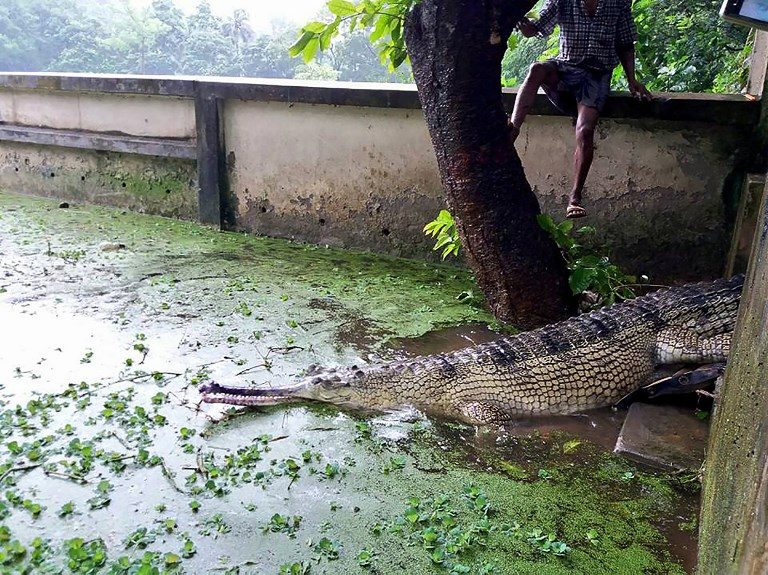 Bangladesh hopes to rekindle passion to save rare crocodiles