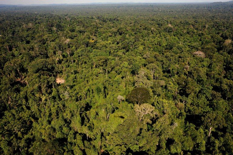 Nearly 400 new species discovered in Amazon