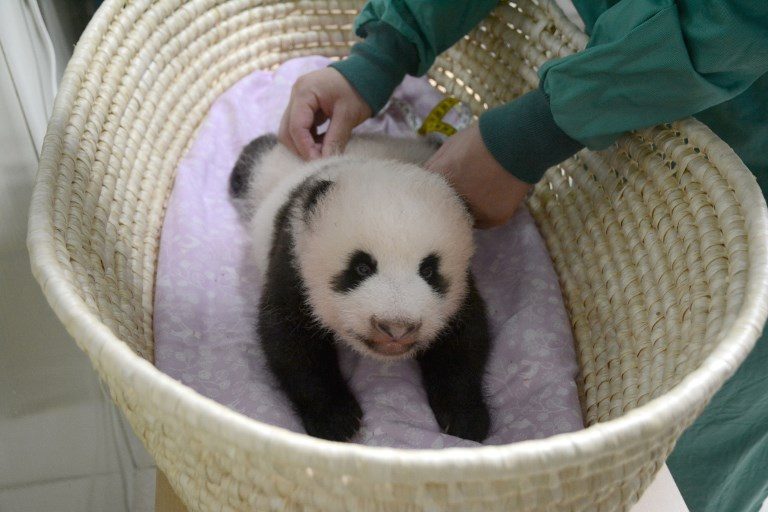 Tokyo zoo releases video of ‘fluffy’ baby panda