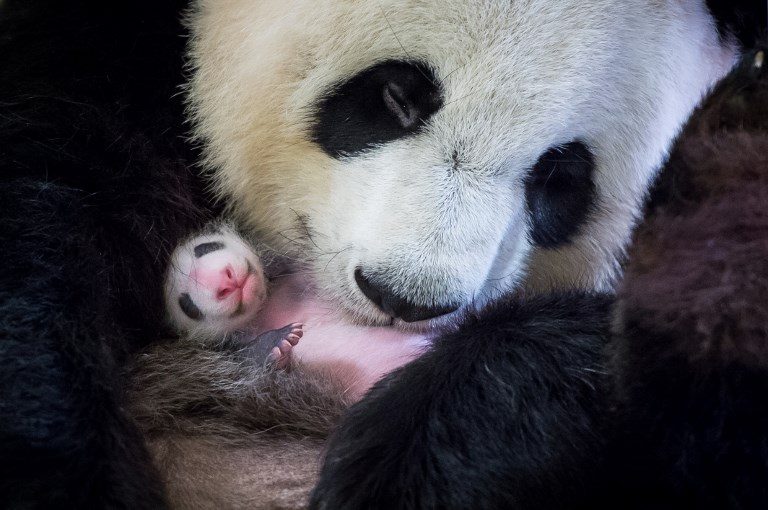 WATCH: Surviving baby panda closely monitored at French zoo