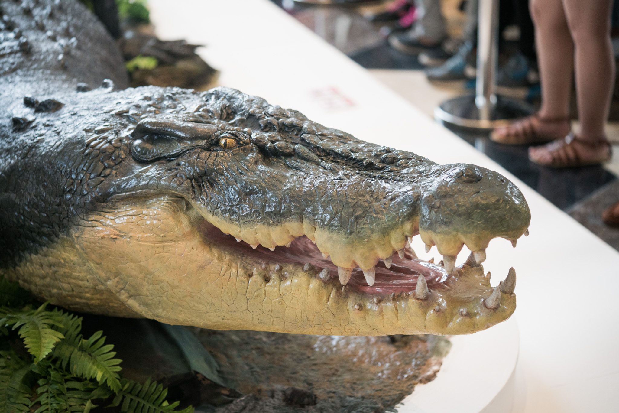 LOLONG. A replica of the record-breaking crocodile is on display, and will eventually be replaced by the actual taxidermied specimen. File photo by Martin San Diego/Rappler 