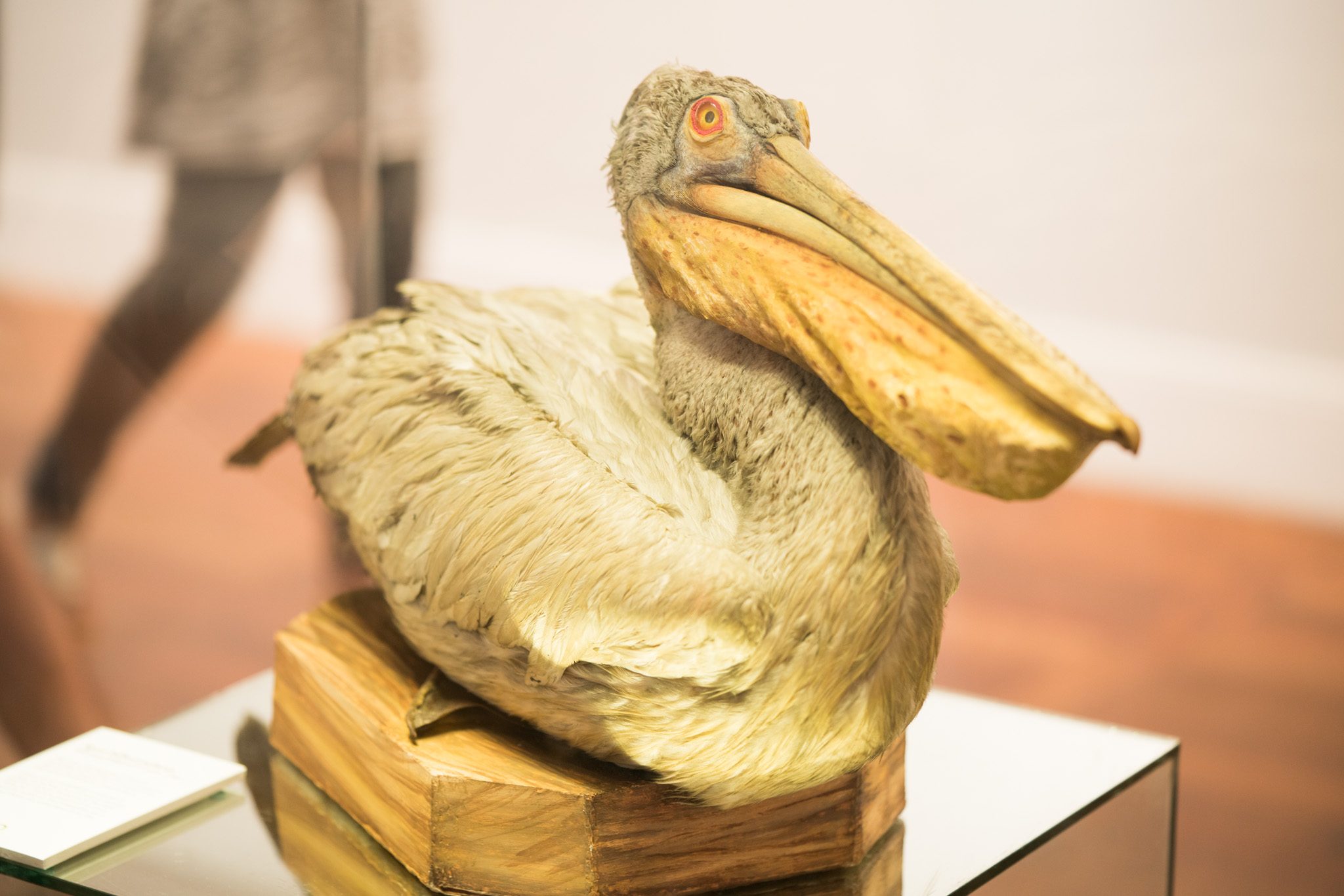 PHILIPPINE FAUNA. Taxidermied specimens of local animals are on display, such as this spot-billed pelican, which has since become extirpated. File photo by Martin San Diego/Rappler  
