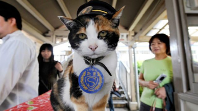 Stationmaster, tourist magnet, cat: Tama dies in Japan