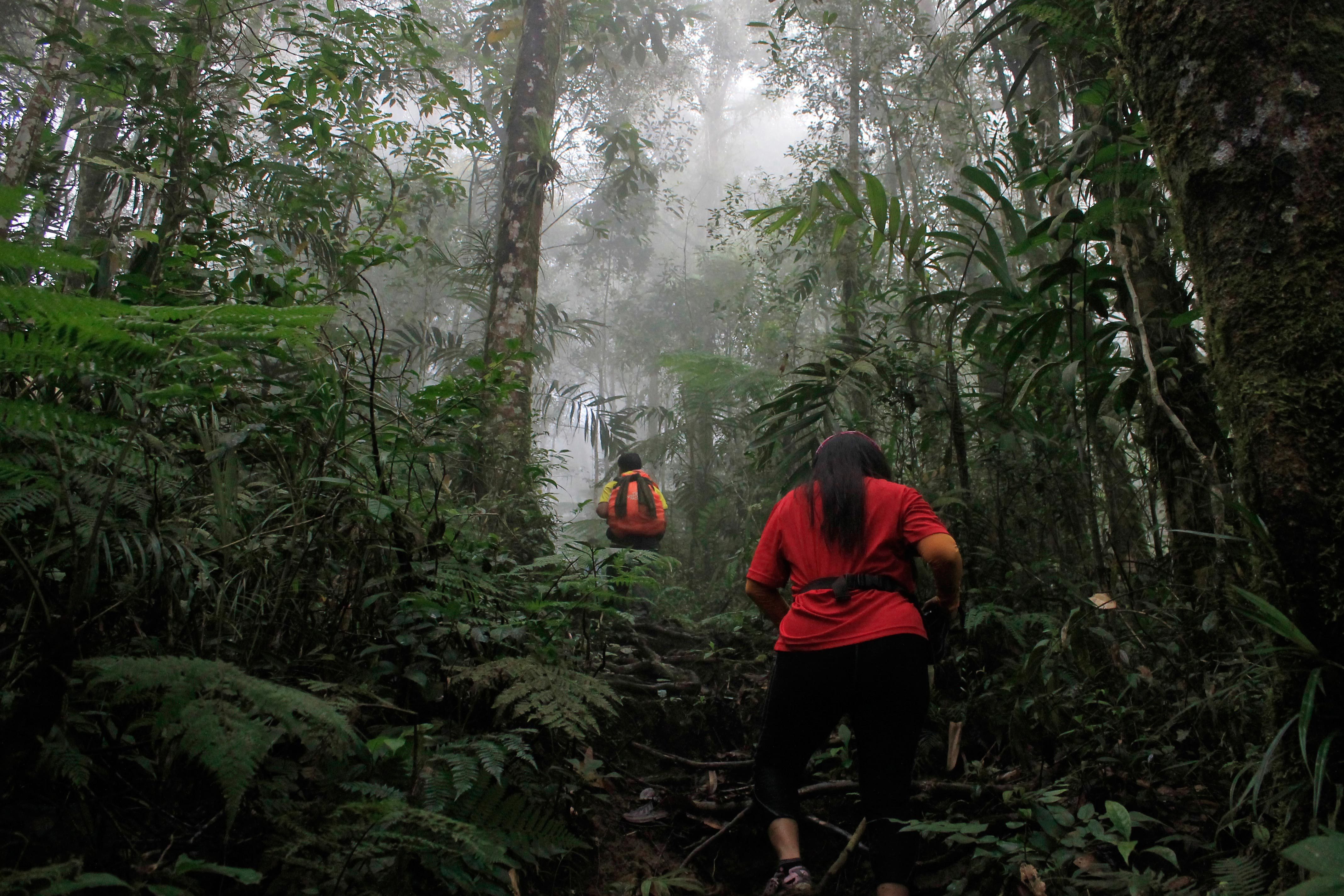 The rainforest of Mt. Apo offers climbers a rewarding experience. Photo by Louie Lapat 