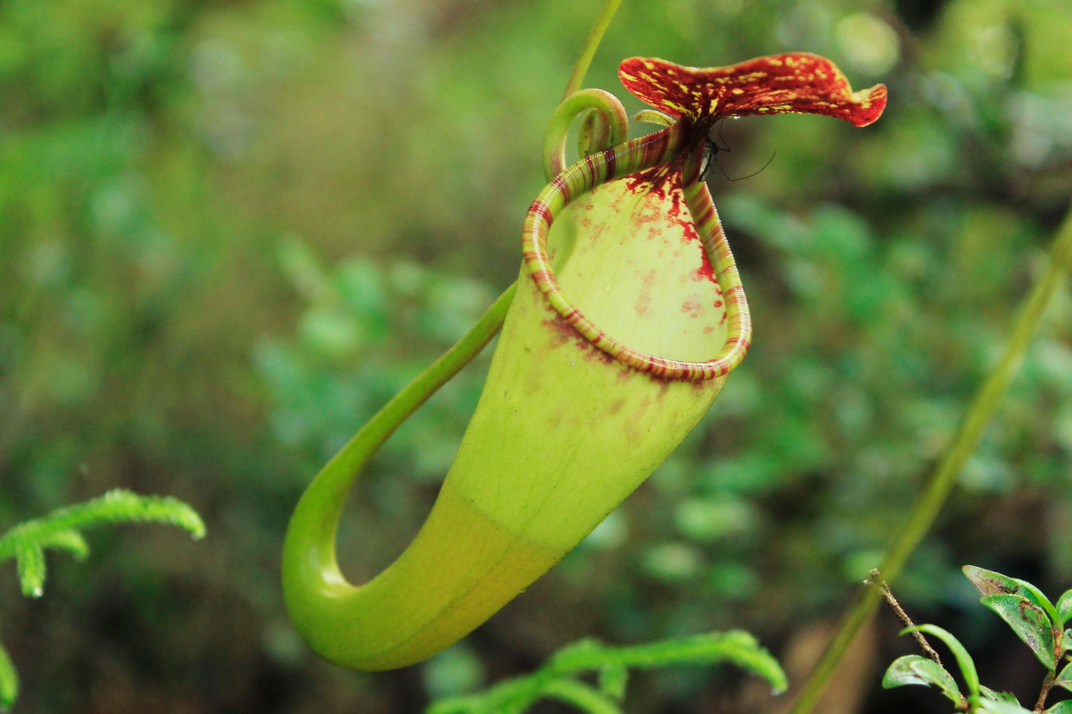 A mosquito's final moment before it falls to the trap of a pitcher plant in the forest of Mt. Apo. Photo by Louie Lapat
  