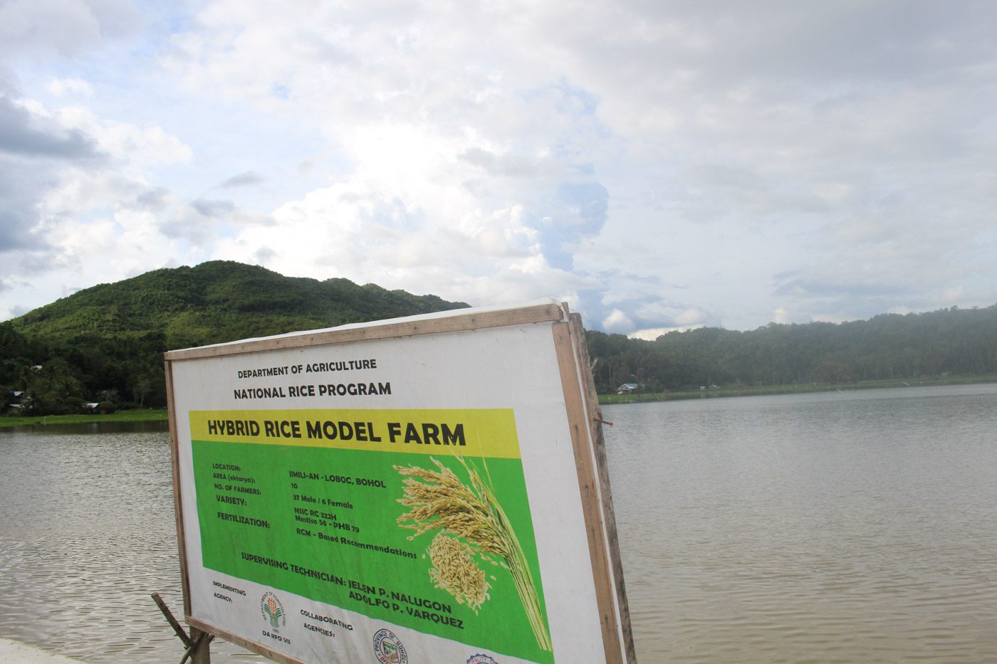 FROM FARM TO 'LAKE'. A 30-hectare hybrid rice model farm turns into a lake after Tropical Depression Agaton brought nonstop heavy rains to the province since New Year's Day. Photo by Michael Ortega Ligalig/Rappler 