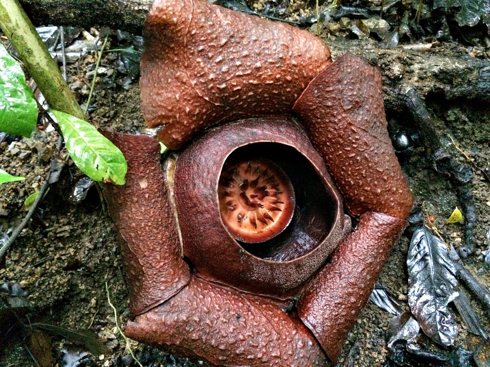 Rafflesia speciosa. Photo by by Aleah Taboclaon 