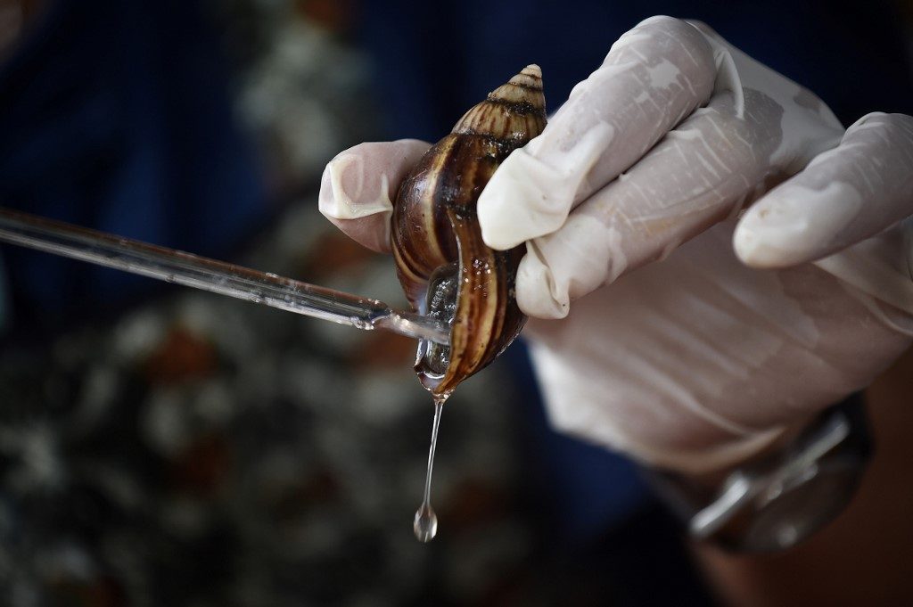 Thai farmers on the cash trail with snail slime