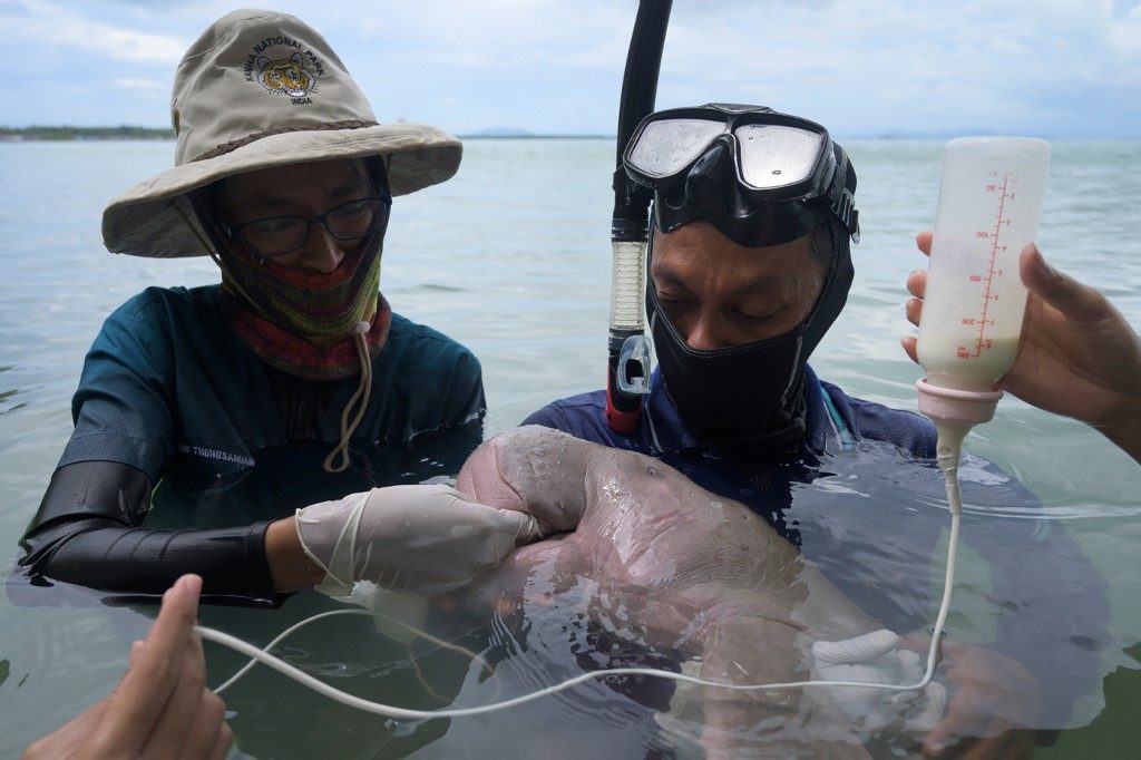 Thailand’s orphaned baby dugong becomes conservation star