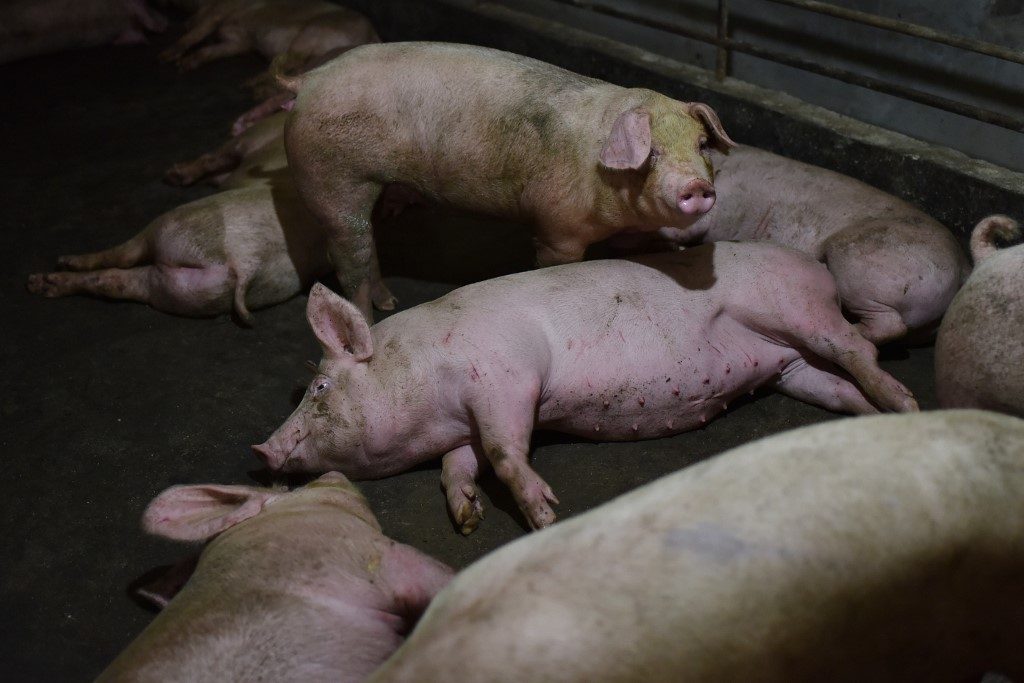 South Korea confirms first swine fever outbreak