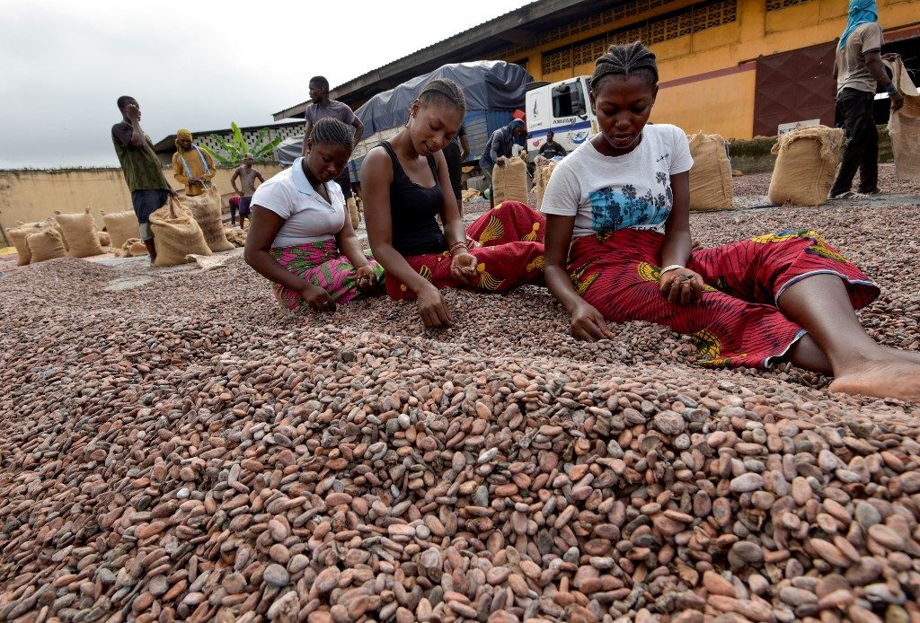 Ivory Coast must overhaul key cocoa sector – World Bank