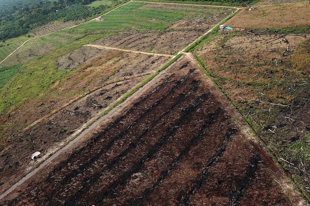 Deforestation + climate change = dead end for wildlife