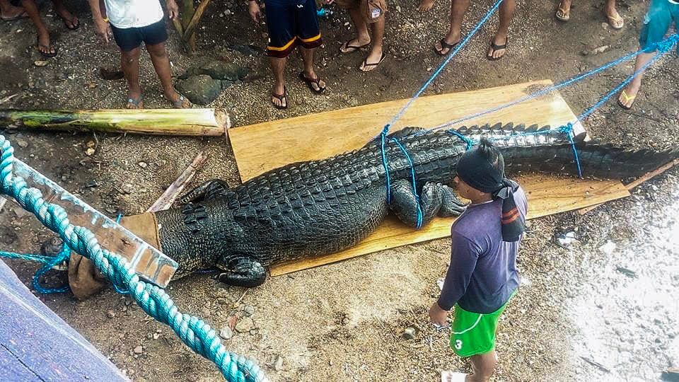 Palawan authorities capture ‘man-eating’ crocodile