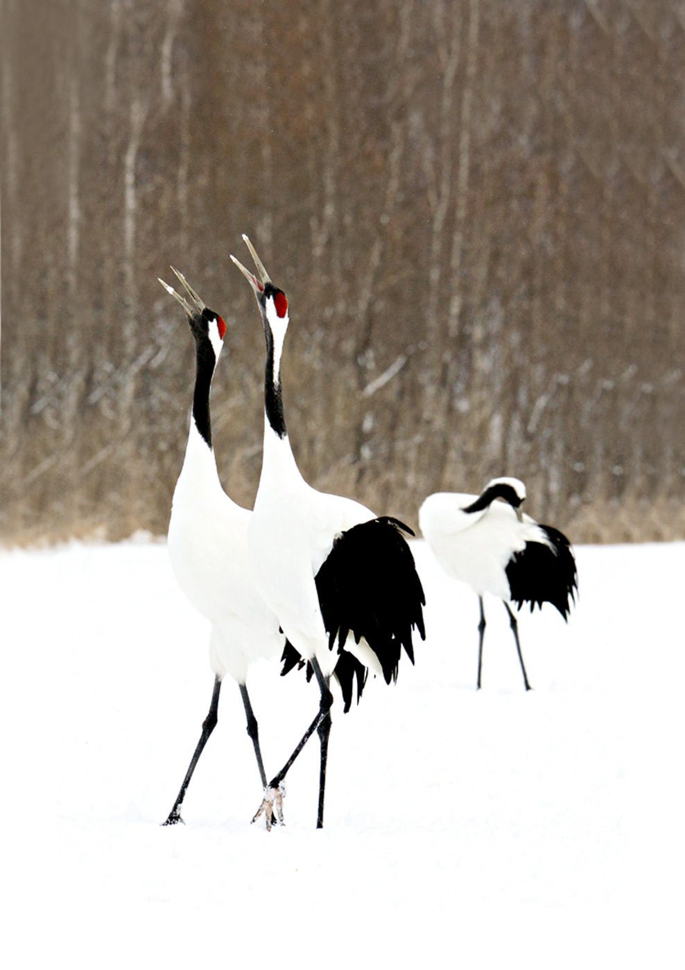 CRANES. Red Crowned Black Necked Cranes of Hokkaido, shot by Patrick Uy 