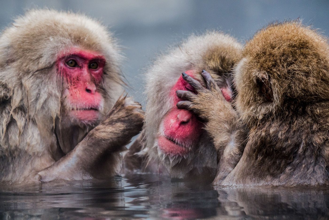 THE 3 BUDDIES. The Snow Monkeys of Nagano, taken by Manette Benitez 