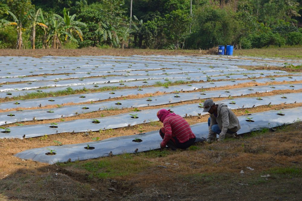 FROM KAINGIN TO MODERN AGRICULTURE. Siayan residents tend to their eggplant plantation. Photo by Gualberto Laput/Rappler  