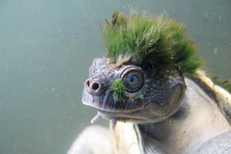 ENDANGERED. A handout picture released by the Zoological Society of London (ZSL) on April 12, 2018, shows the Australian Mary River turtle, Elusor macrurus, a native of Queensland, boasting a green punk hairdo. Photo by Chris Van Wyk/ZSL/AFP   