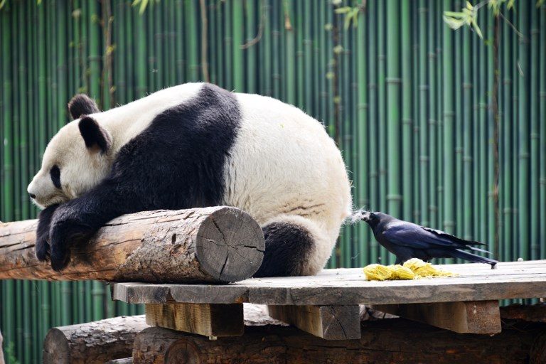 WHAT FRIENDS ARE FOR. A crow gets fur from a giant panda for nesting inside China's Beijing Zoo on April 9, 2018. AFP Photo   