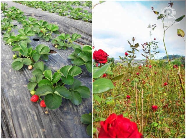 STRAWBERRIES AND ROSES. Pick strawberries at La Trinidad (left), and see fields of roses at Bahong (right). Photo on the right by Karl Acepcion
 