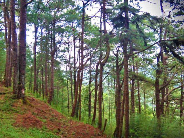 CITY OF PINES. Pine trees and cool weather – perfect for couples cozying up to each other – are Baguio’s signature. Photo by Rhea Claire Madarang  