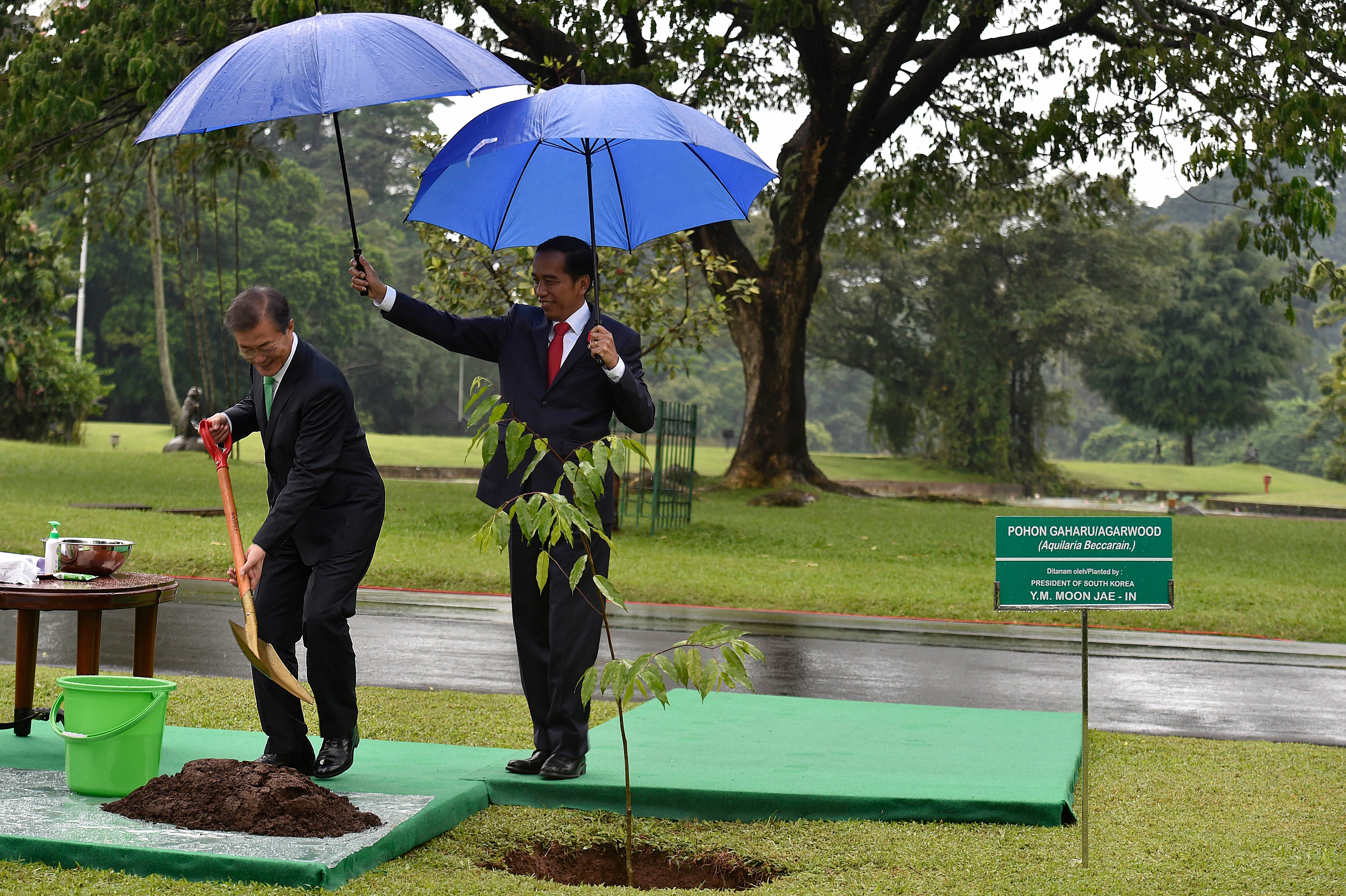 TANAM POHON. Presiden Joko Widodo (kanan) memayungi Presiden Korea Selatan (Korsel) Moon Jae-in (kiri) saat menanam pohon Gaharu di halaman belakang Istana Kepresidenan Bogor, Jawa Barat, Kamis, 9 November. Foto oleh Puspa Perwitasari/ANTARA 