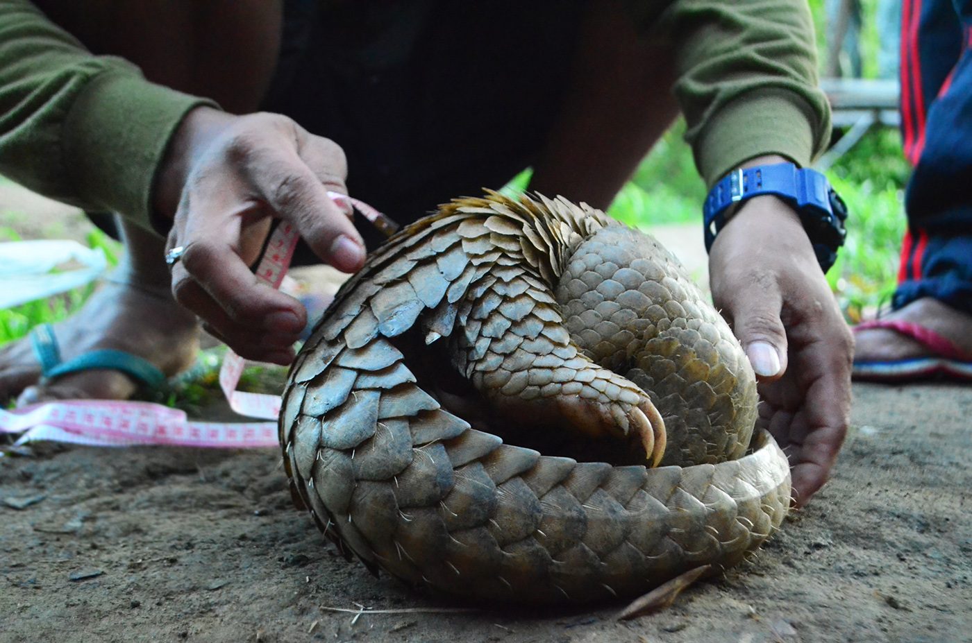 PANGOLIN BALL. Pangolins roll up in a ball when they feel threatened. Photo by Gregg Yan 