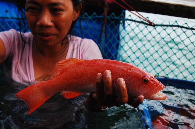 EXPENSIVE FISH. Cherished in China for their ‘lucky’ red color, leopard coral trout (Plectropomus leopardus) await their fate inside a floating cage in Palawan. Some die of stress and disease – but enough survive to make the trade lucrative. Photo by Gregg Yan / WWF 