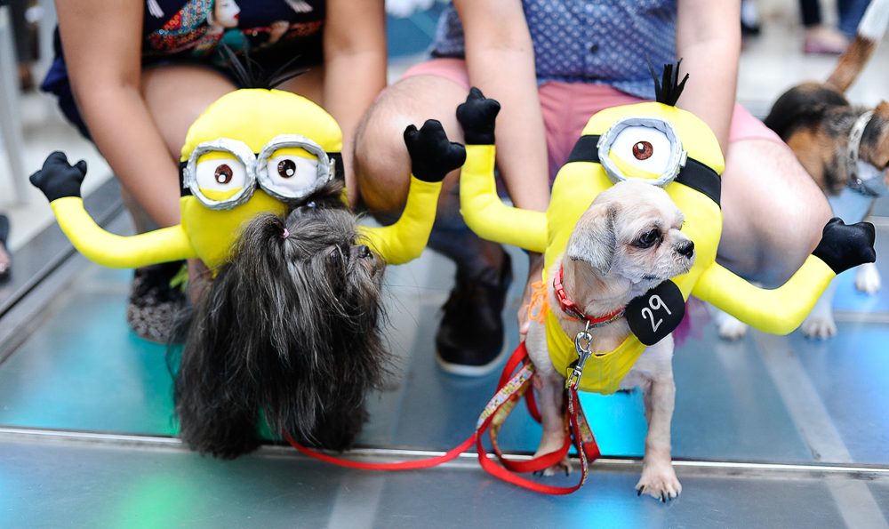 Toby and Heaven running around onstage as the adorable Minions earned them the Cutest Pets in Costume award 