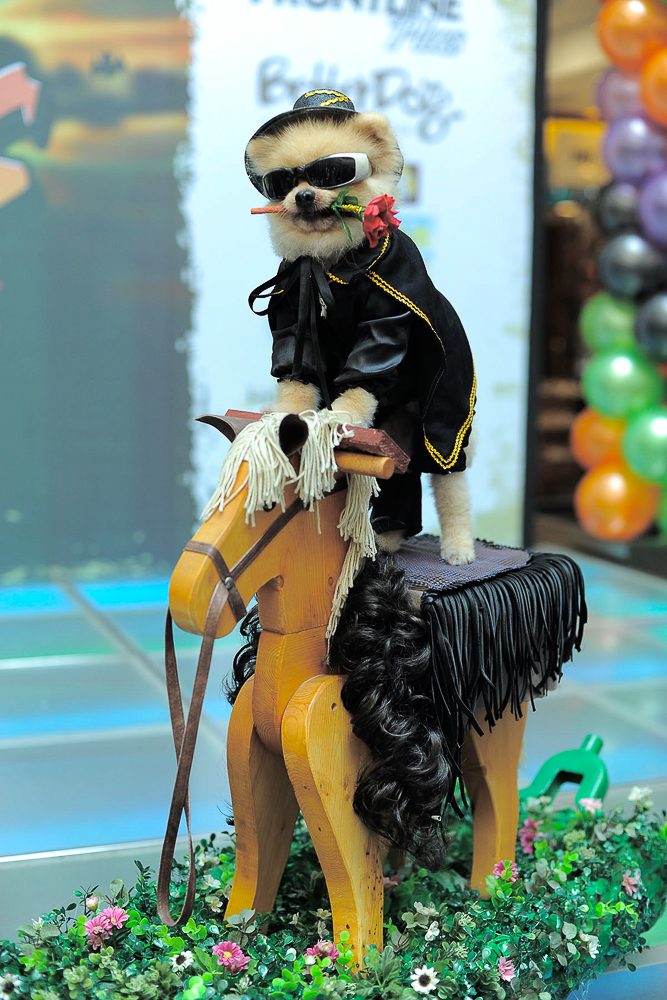 Kostum Paling Kreatif diberikan kepada Klondike yang berpose di depan kamera dengan pakaian Zorro sambil membawa bunga mawar yang terbuat dari camilan anjing di mulutnya. 