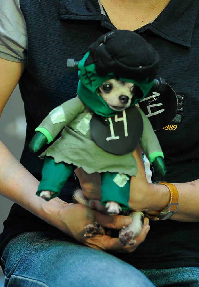 Tango the Chihuahua as Little Frankenstein 