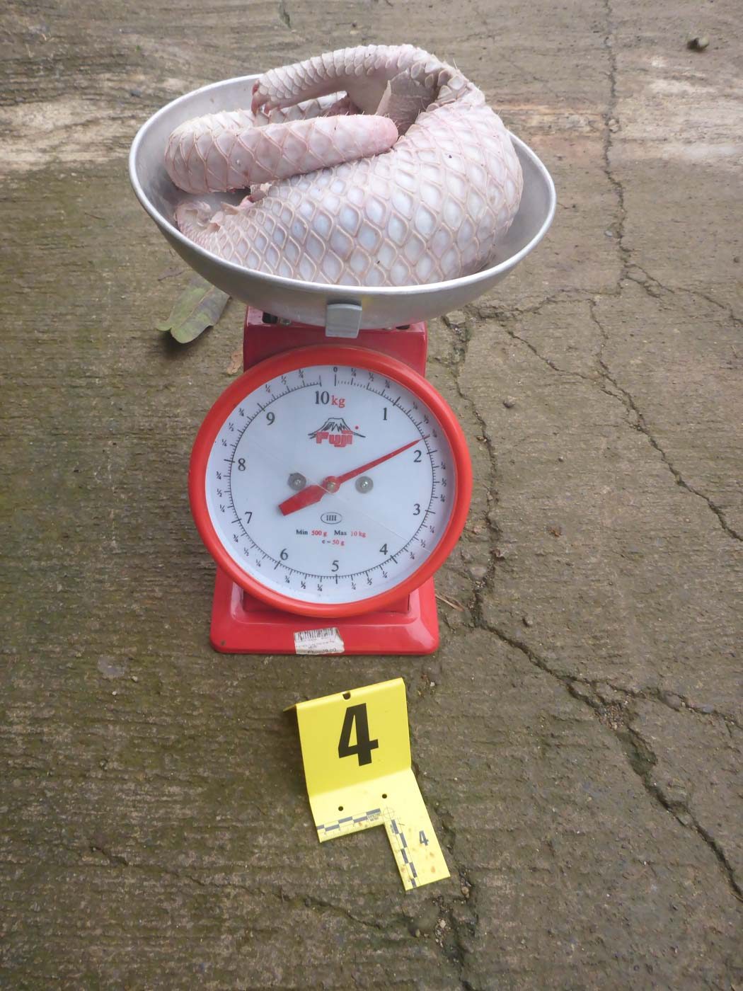 CONFISCATED. Wildlife forensics specialists identify the species of confiscated pangolin meat, and also record its weight and length for documentation purposes. This was just one of the 21 dead pangolin seized in an apprehension in Barangay Santa Lourdes, Puerto Princesa City on July 28, 2018. Photo by PCSD Staff 
