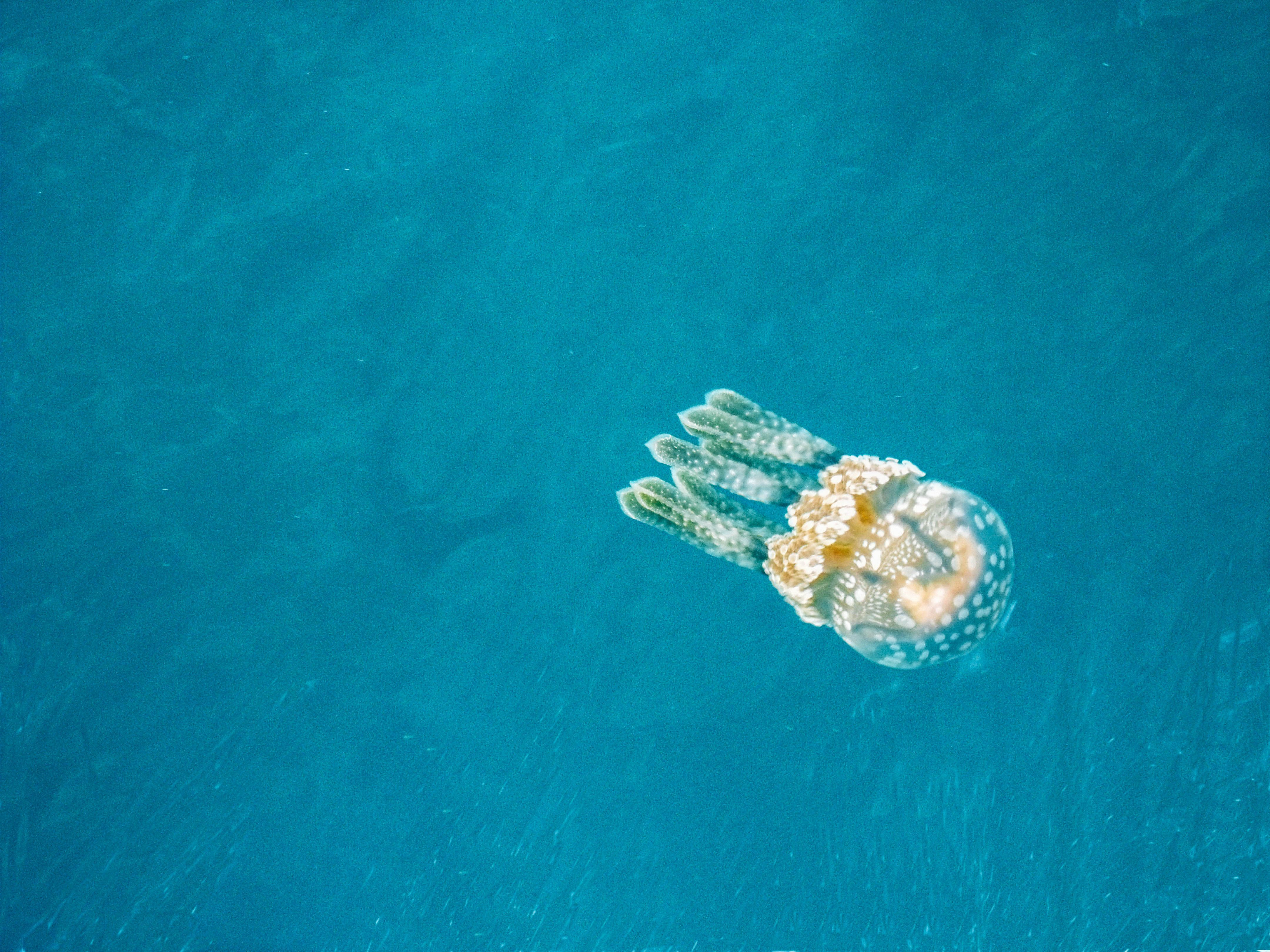 NATURE'S WONDER. The stingless jellyfish swimming in Bucas Grande. Photo by Jeffrey Riles/www.TravelingMorion.com 