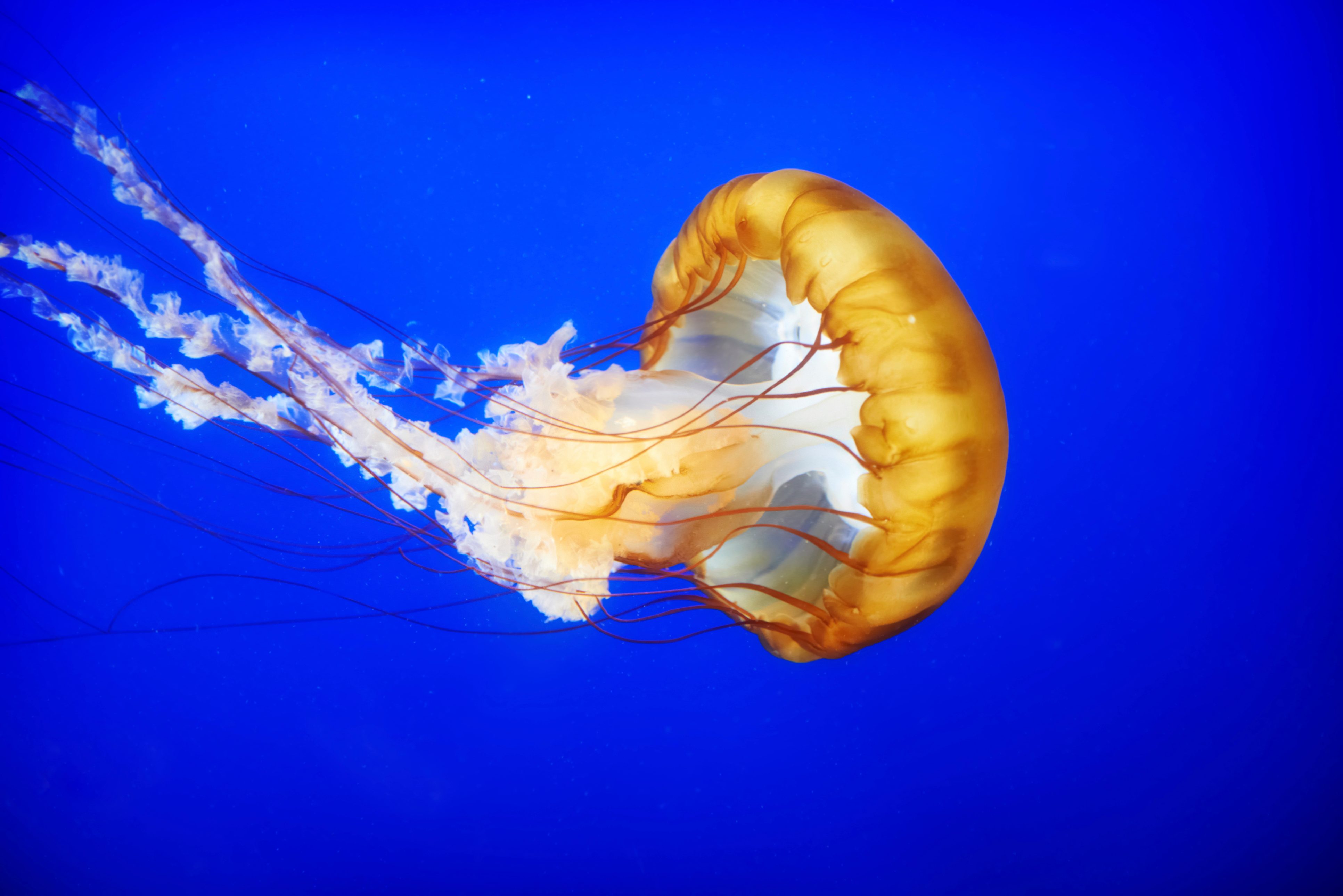 Orange jellyfish (Chrysaora fuscescens). Some types of jellyfish kill a number of humans yearly via deadly stings. Photo courtesy of Discovery Channel Southeast Asia 