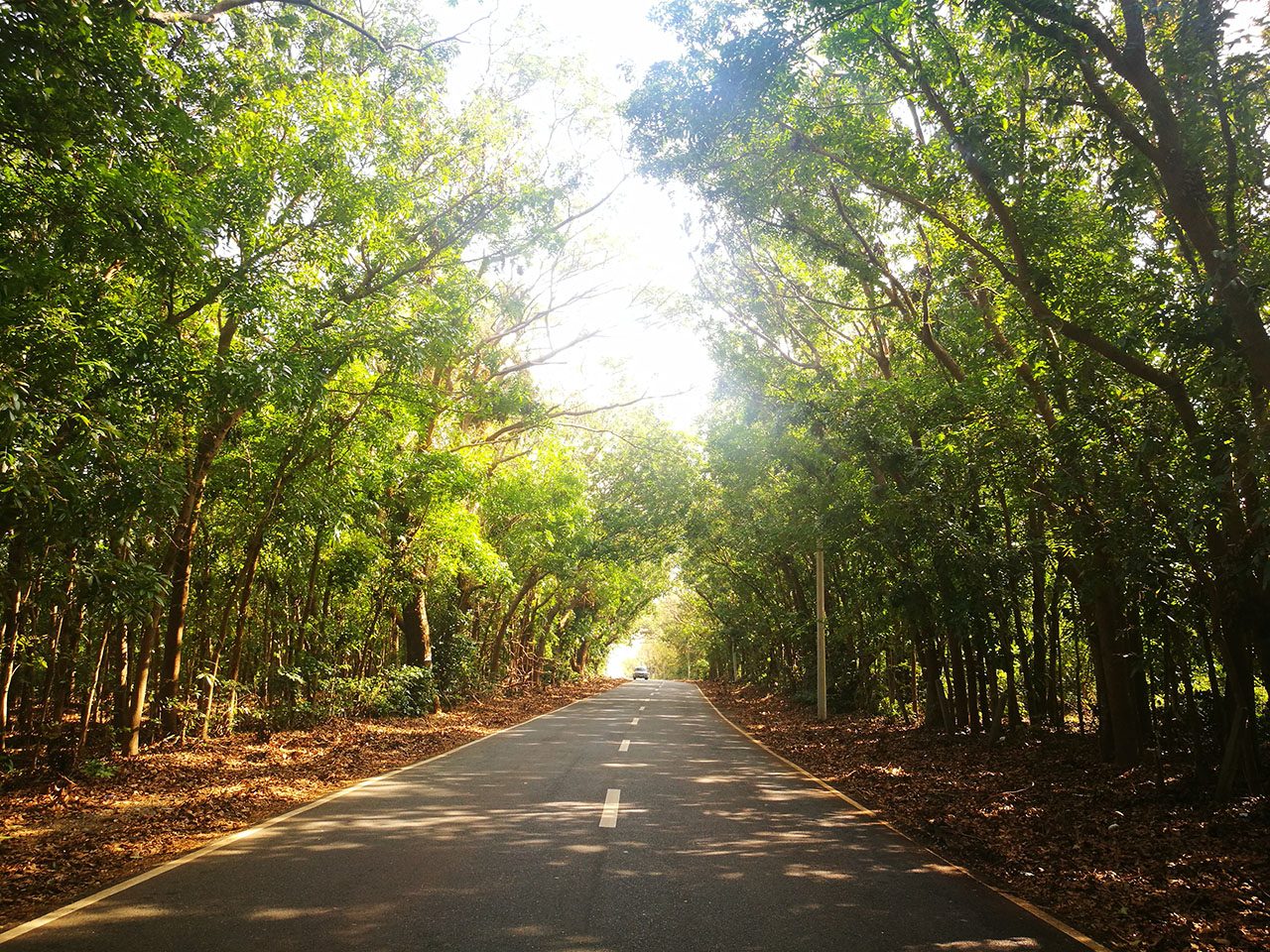SCENIC ROAD. A scenic road flanked by trees. Photo courtesy of Laurie Mae Gucilatar, Joms Santos, and Eleazar Cuela   