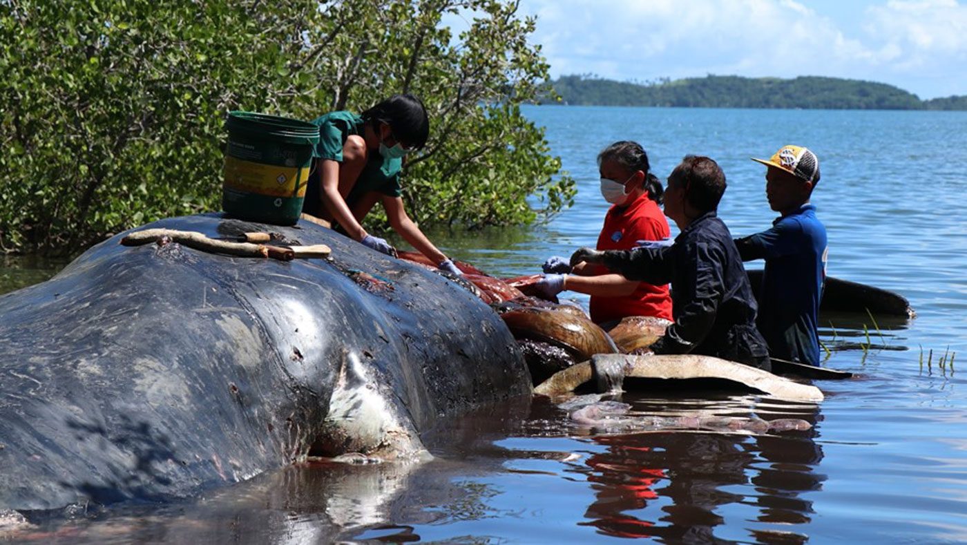 DEAD WHALE. The carcass of a young female sperm whale in Caramoan, Camarines Sur. Photo courtesy of BFAR Bicol  