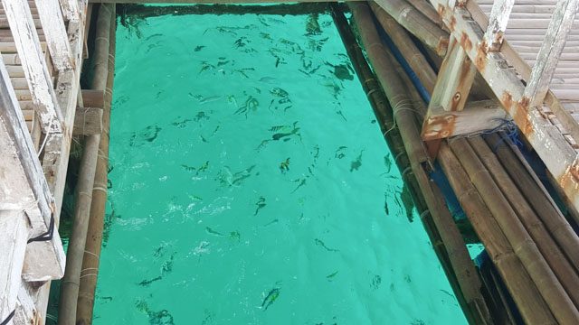 You can feed fishes at the Looc Marine Sanctuary  