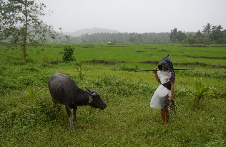 Fearless farmers defy Mayon’s anger