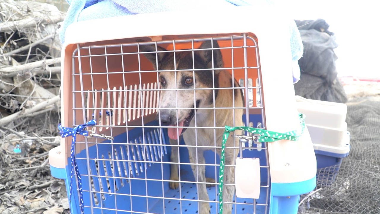 WATCH: Dog from Taal Volcano Island looking for forever home