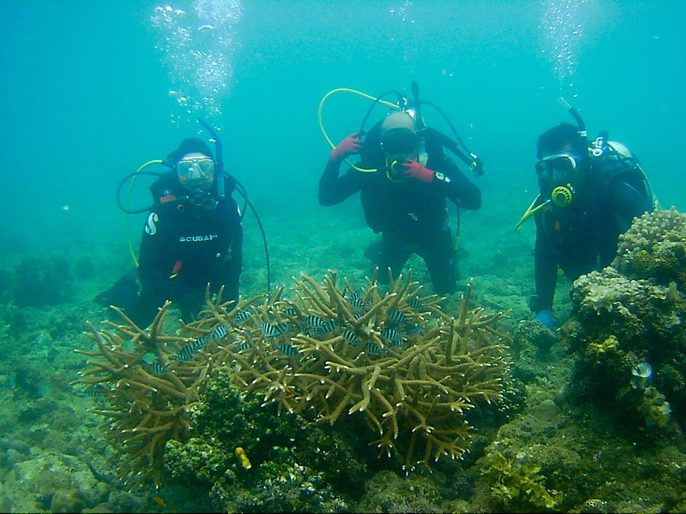 Local, foreign volunteers help revive coral reefs in Albay Gulf