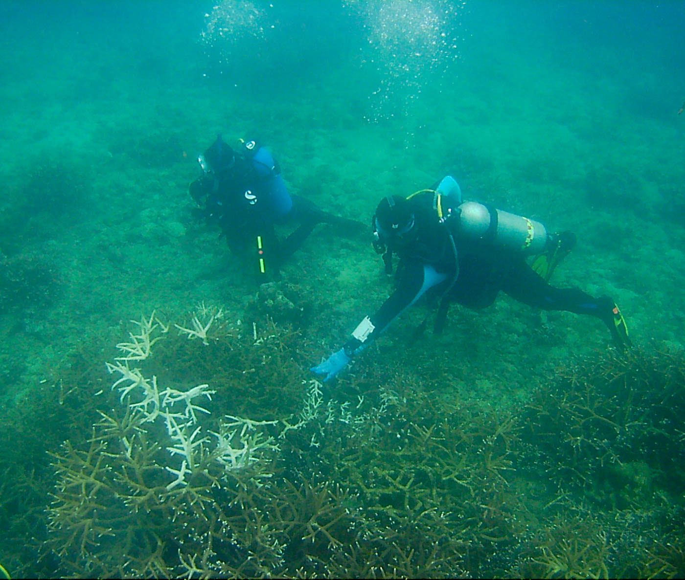 HABITAT REGENERATION. Divers on the Albay Gulf seabed. Photo by Rhaydz B. Barcia/Rappler  