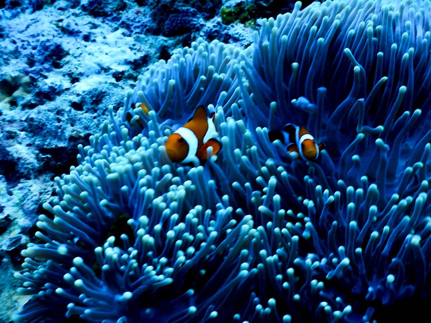 ECOSYSTEM. Clownfish take shelter in corals. Photo by Rhaydz B. Barcia/Rappler  