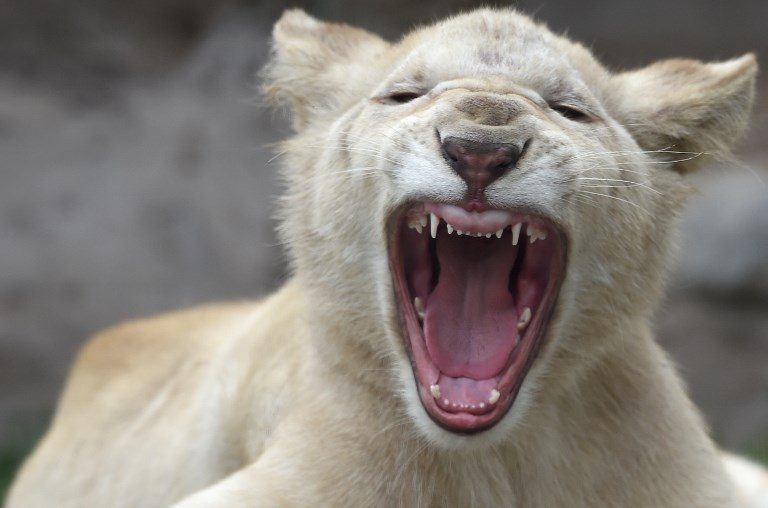 ZOO ATTRACTION. A white lion is seen at Huachipa Zoo in Lima province, Peru, on July 26, 2018. Photo by Teo Bizca/AFP  