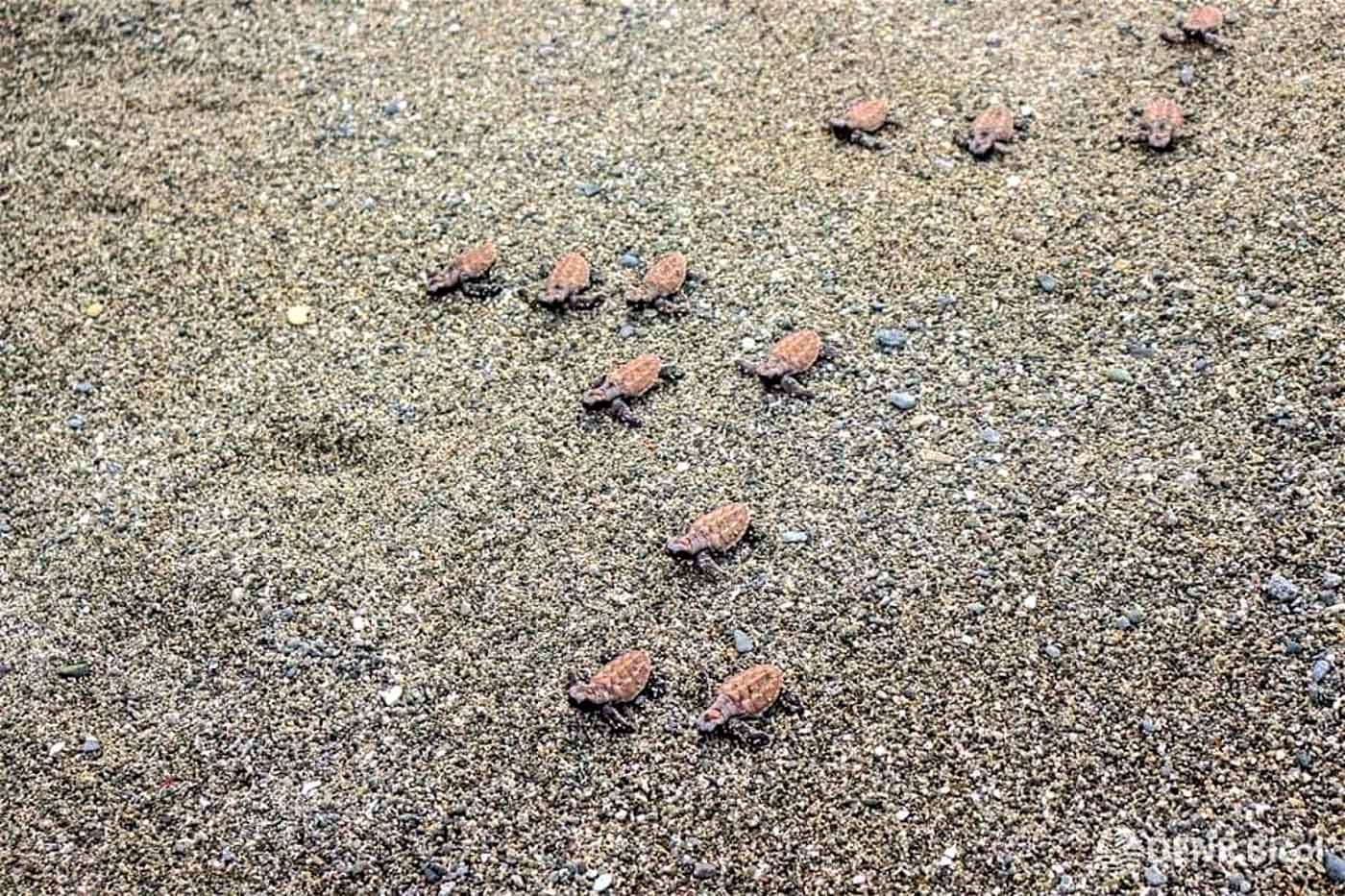 RACE TO SEA. Some of the 95 hatchlings released by environment officials. Photo courtesy of DENR Bicol  